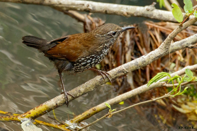 MACUQUIÑO (Lochmias nematura) - Paso Centuriòn - CERRO LARGO (Octubre 2025)